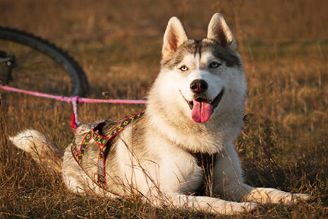Bicyklujeme so štvornohým miláčikom